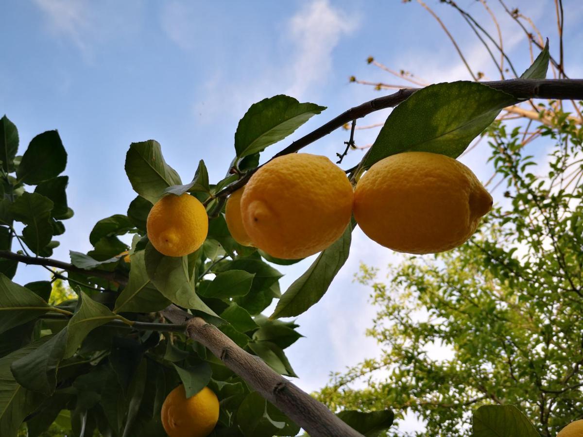 Agriturismo Grecinella カーゾレ・デルザ エクステリア 写真