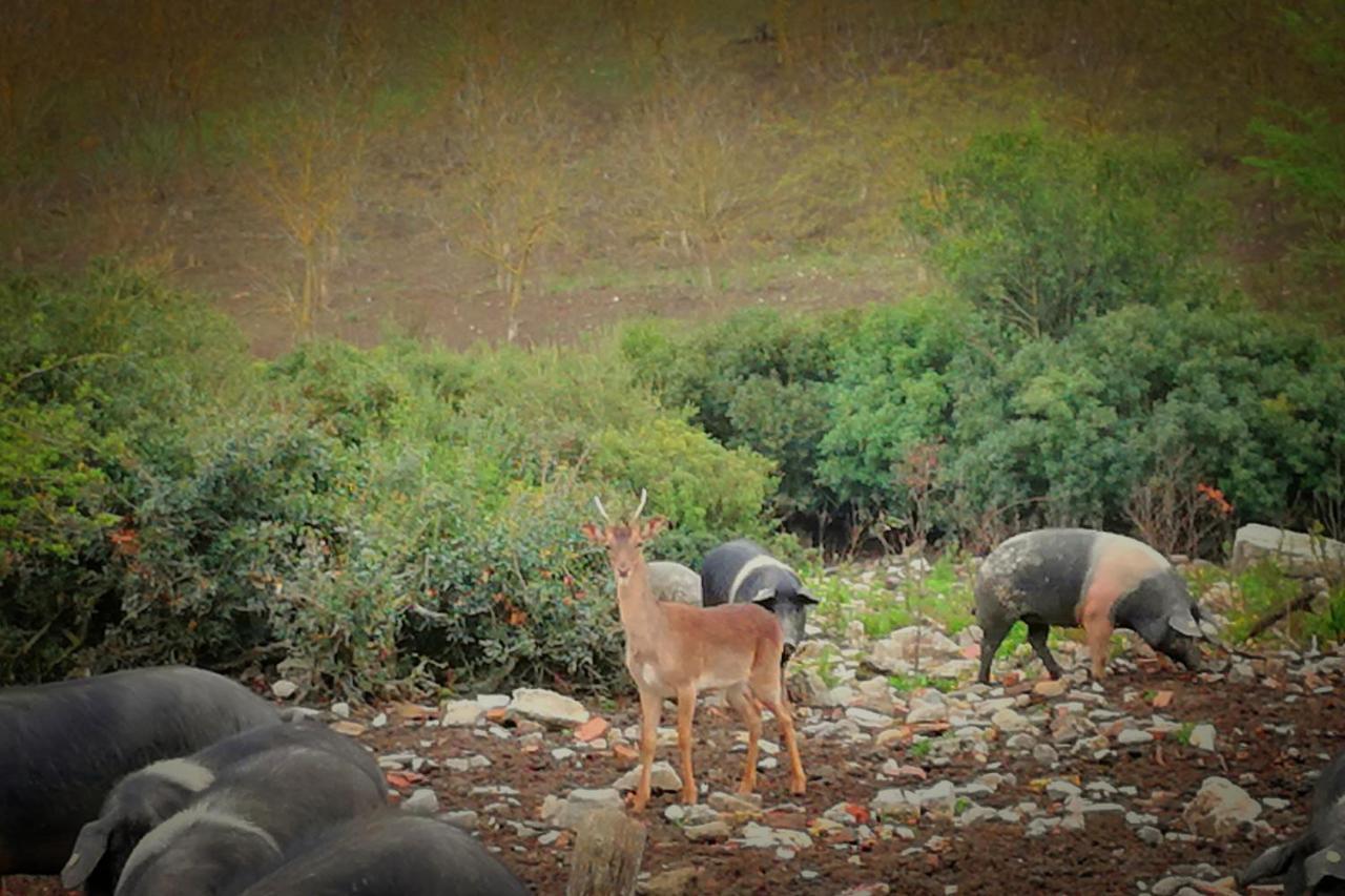Agriturismo Grecinella カーゾレ・デルザ エクステリア 写真