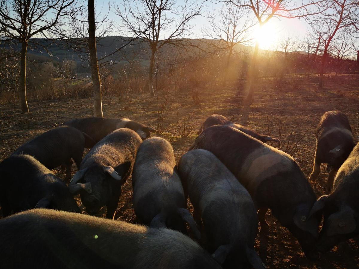 Agriturismo Grecinella カーゾレ・デルザ エクステリア 写真