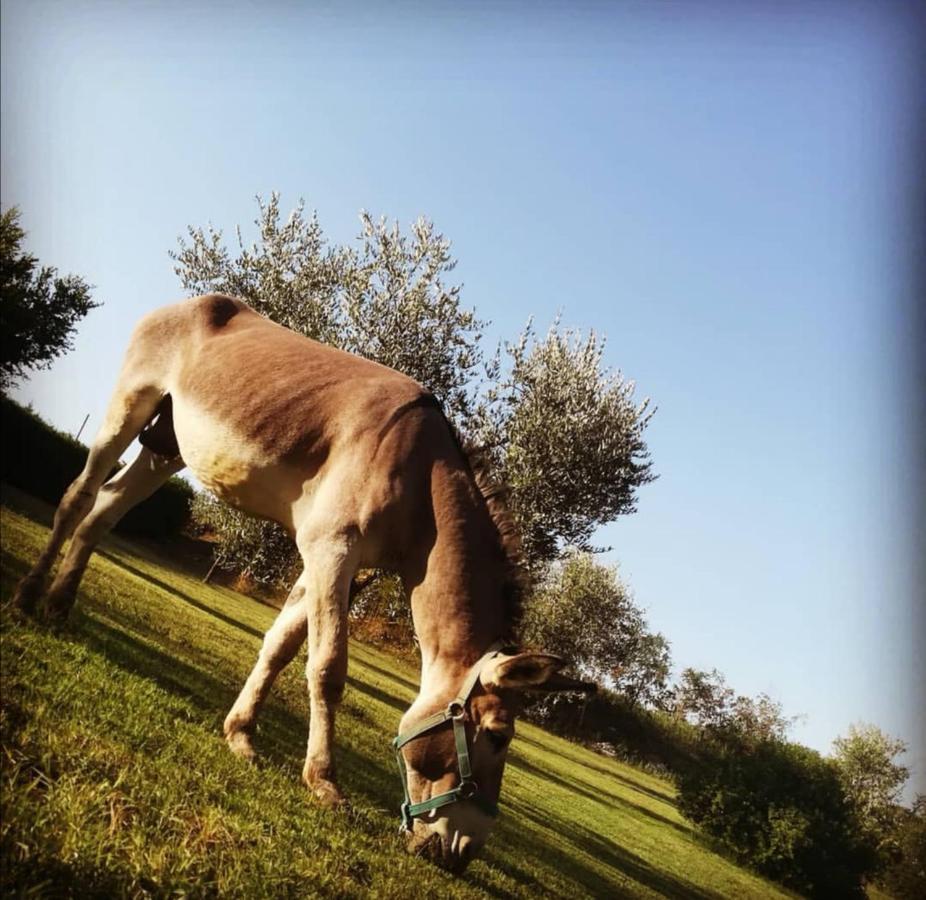 Agriturismo Grecinella カーゾレ・デルザ エクステリア 写真