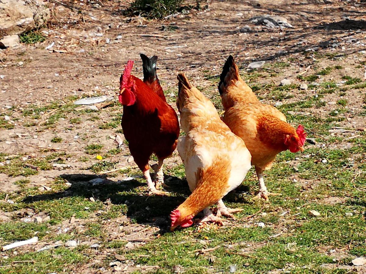 Agriturismo Grecinella カーゾレ・デルザ エクステリア 写真